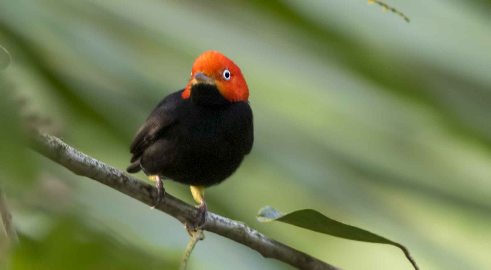 Red-lored Parrot